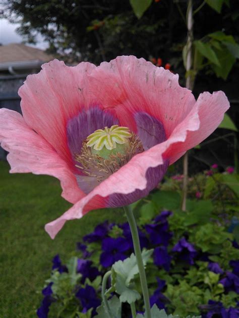 Another Pink Poppy From Seeds From Norquay Mohnblume Blumen Mohn