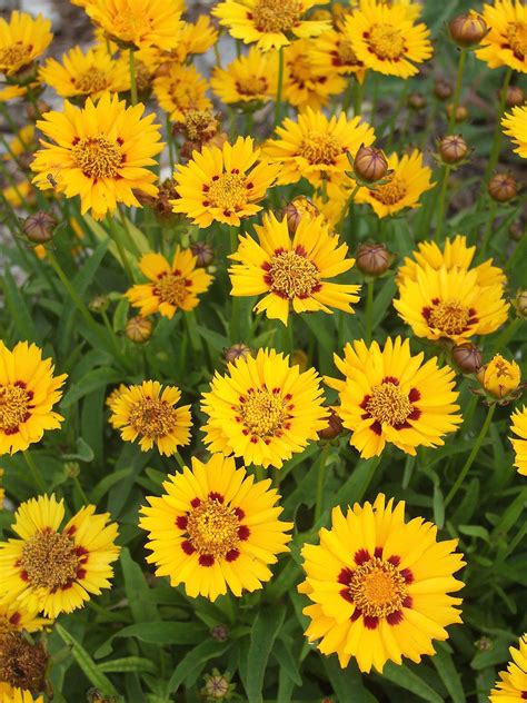 Yellow Perennials That Bloom All Summer Home Design Ideas