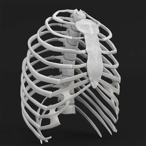 Human Rib Cage 3d Model Turbosquid 1176687