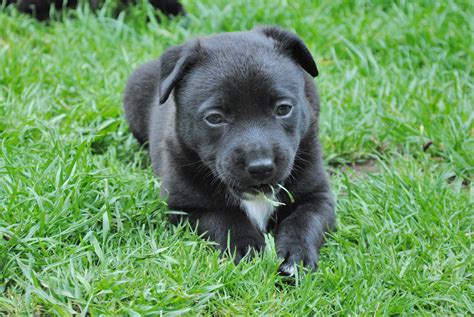 Free Images Puppy Cute Vertebrate Labrador Retriever Dog Breed