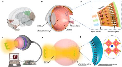 Overall Comparison Of The Human Visual System And The Ec Eye Imaging