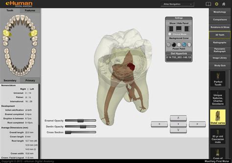 Dental Anatomy 3d Interactive Tooth Atlas