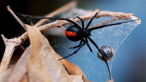 These spiders can be found worldwide with five species established in the united states and are most recognized for the red hourglass. Size matters in black widow spider sexual cannibalism ...