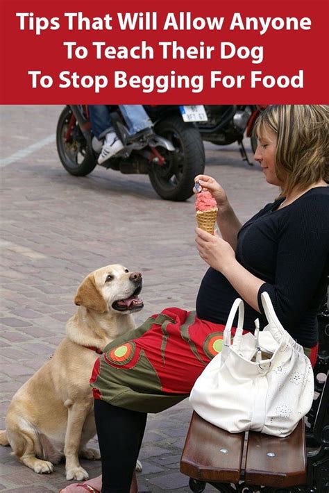 How To Stop Your Dog Begging For Food Dog Training Teach Dog Tricks