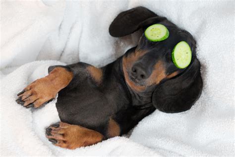 Are Cucumbers Safe For My Dog