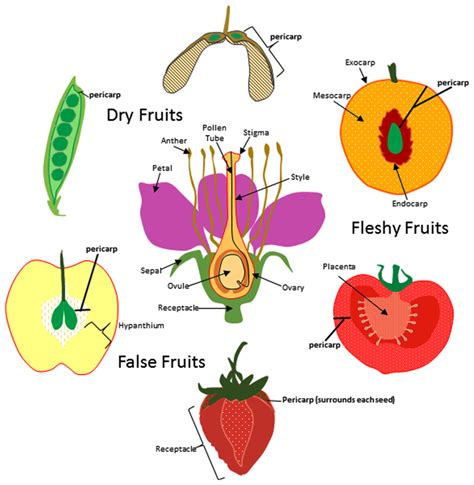 Frontiers Evolution Of The Fruit Endocarp Molecular Mechanisms