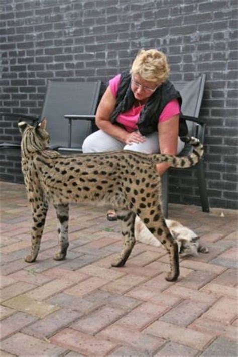 25 Savannah Cat Size Comparison To House Cat Furry Kittens