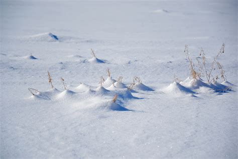 Snowfield Free Stock Photo Public Domain Pictures