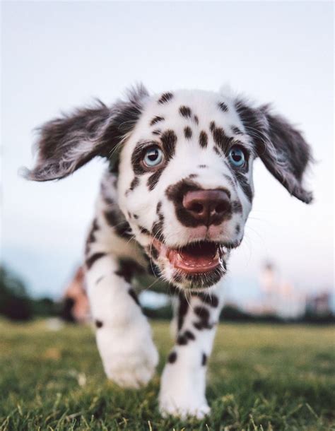 Chesapeake bay retriever (usa), chow chow. Dalmatian Puppy: @zillerbark | Dalmatian puppy, Puppies, Cute animals