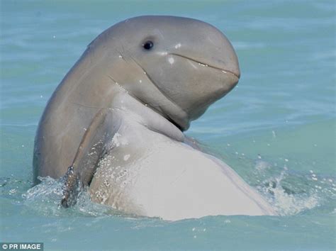 Rare Snubfin Dolphin Spotted Playing In The Water Off The Coast In