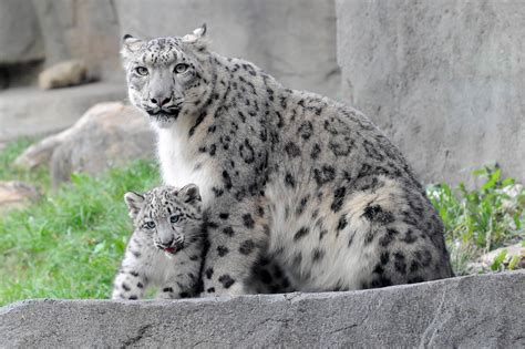 Snow Leopard Cub Cant Stop Jumping On Things During Public Debut At