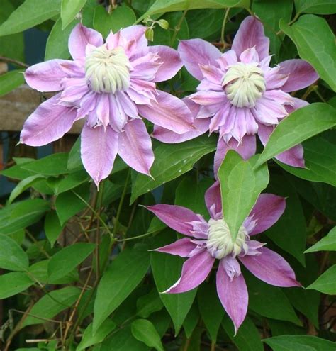 Plantfiles Pictures Clematis Early Large Flowered Double Clematis Josephine Clematis By Kell