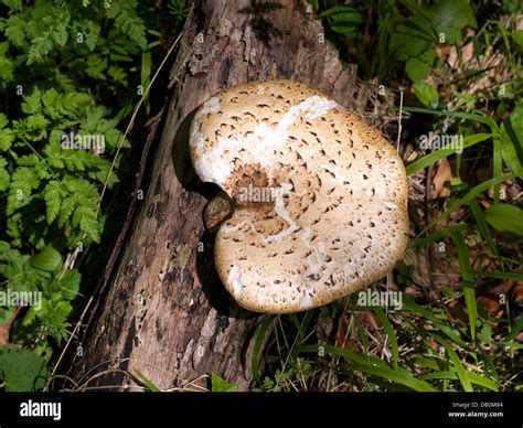 Dryads Saddle Polyporus Squamosus Edible Tree Fungus Growing On A Log