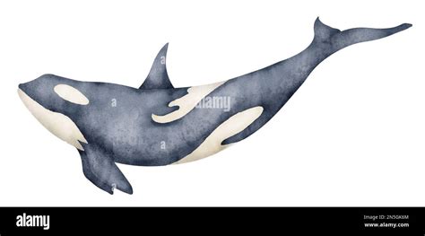 Watercolor Illustration Of Black Killer Whale Hand Drawn Illustration