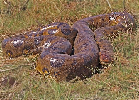 Anaconda Python Youtube Anaconda Gallery