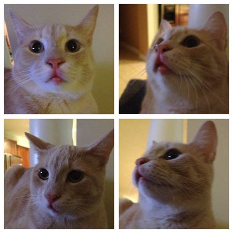 Cat Swollen Lip Reddit Cat Meme Stock Pictures And Photos