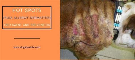 Flea Allergy Dermatitis Caused If Your Dog Is Allergic To Flea Saliva