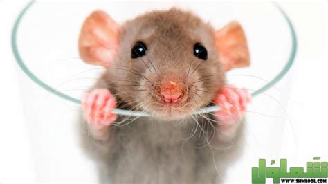 هل وجود الفئران في البيت يدل على الحسد