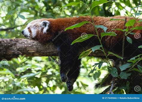 Fluffy Red Panda Sleeping On The Thick Tree Branch Stock Photo Image