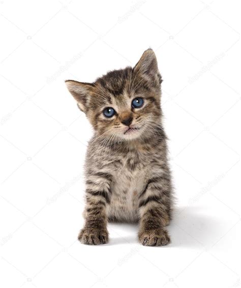 Cute Tabby Kitten — Stock Photo © Eeitony 12753802