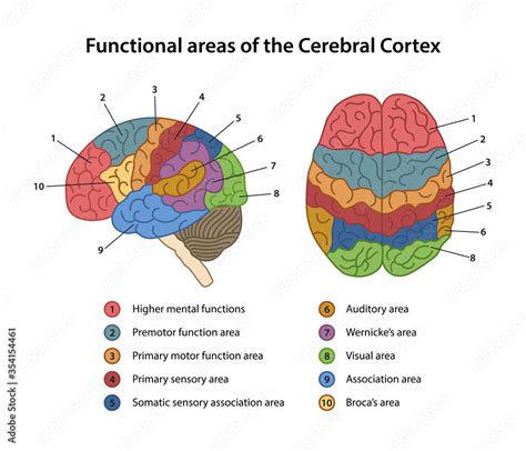 Functional Areas Of The Cerebral Cortex With Labeled Lateral And Superior View Of Cerebrum