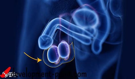 What Is The Scrotum What Is Its Function In The Body Development Point