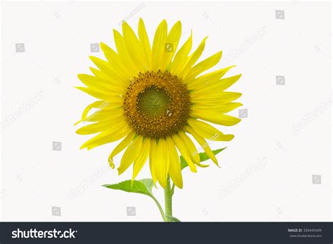 Sunflower White Background Stock Photo 339445409 Shutterstock