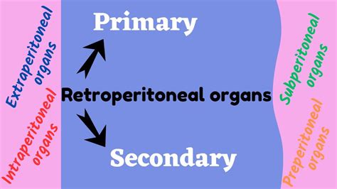 Primary And Secondary Retroperitoneal Organs Youtube