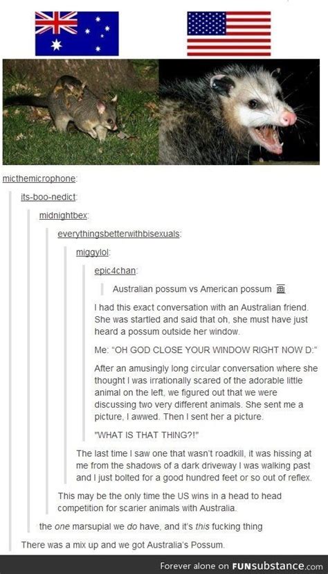 Possums In Australia And Us Tumblr Funny Funny Koala