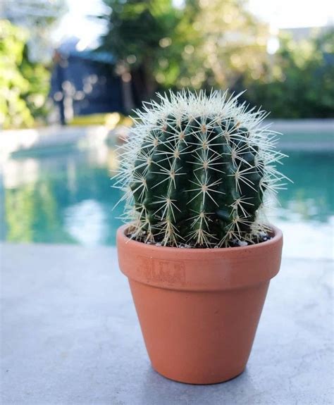 This allows the cactus to store large volumes of water within the fleshy stem, without risk of water. How Long Can a Cactus Live Without Water? | Succulents ...
