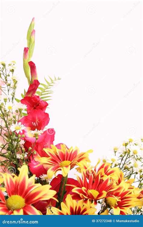 Flower Background Stock Photo Image Of Floral Border 37272348