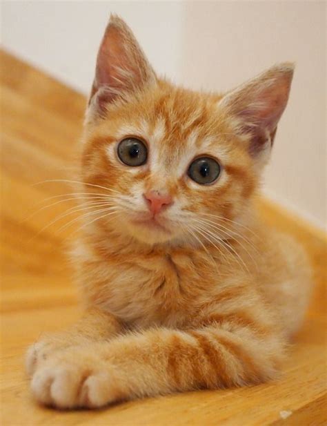 55 Best Its An Orange Tabby Cat World Images On Pinterest Kitty