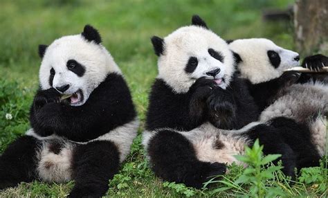 ¿te Gustaría Ser Cuidador De Pandas Bebés Conoce Más Sobre Este Tierno