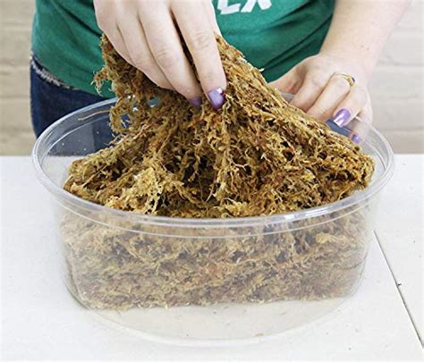 New Zealand Sphagnum Moss For Orchids How To Use Correctly Gardenia
