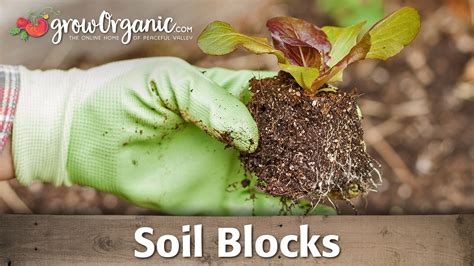 How To Start Vegetable Seedlings Using Soil Blocks Youtube