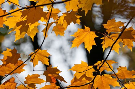 Maple Leaves Branches Autumn Hd Wallpaper Peakpx