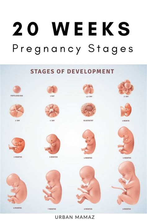 20 Weeks Pregnant Pregnancy Stages 20 Weeks Pregnant Pregnancy Week