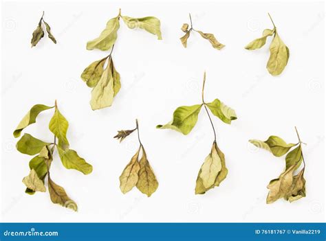 Collection Of Dried Leaves Branch Stock Image Image Of Alive