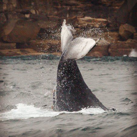Check this list if you are keen to go on whale watching cruise. Go Whale Watching Sydney: UPDATED 2020 All You Need to ...