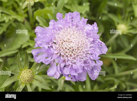 Perennial Scabious Hi Res Stock Photography And Images Alamy