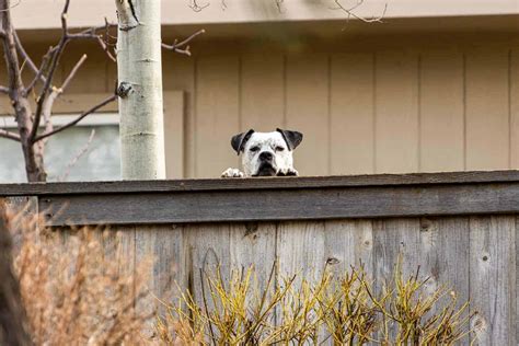 Can You Report A Neighbors Barking Dog