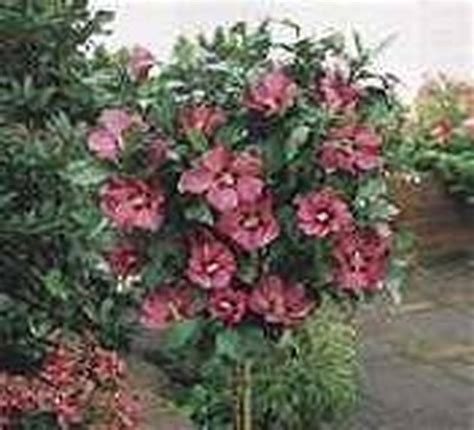 The delicate leaves are a bright green. How to Care for a Rose of Sharon Bush | Hunker