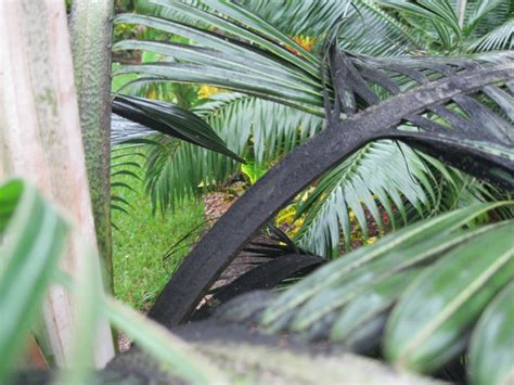 This is done by mixing a mild soap and water solution and spraying your tree or shrub down. sooty mold - DISCUSSING PALM TREES WORLDWIDE - PalmTalk