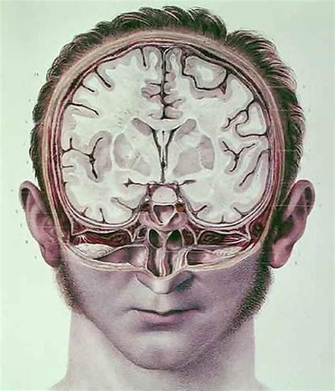 Dissecting A Human Head Through Anatomical Illustrations Anatomy