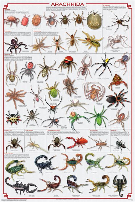 Missouri Spiders Identification Chart