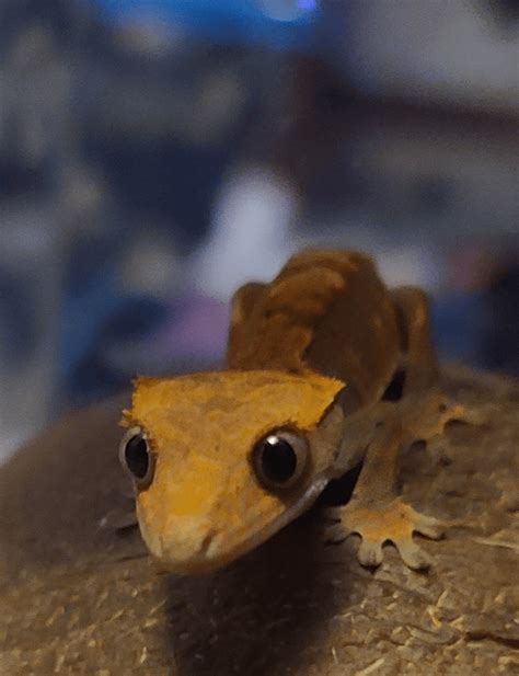 Baby Crested Gecko Is Too Cute For Words Raww