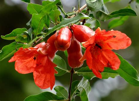 Free Images Fruit Flower Food Red Produce Evergreen Dharwad