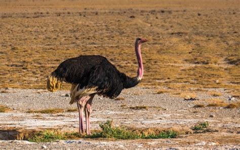 North African Ostrich Facts Uses Origins And Characteristics With