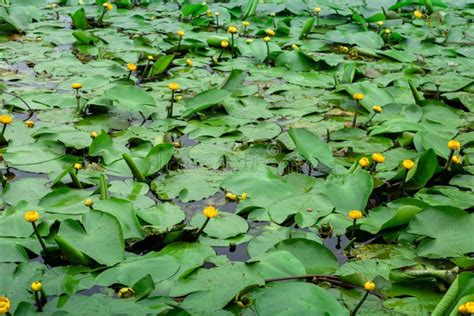 Yellow Water Flowers Nuphar Lutea In Pond Aquatic Ecosystem Selective