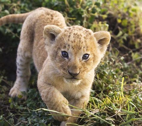 17 Best Images About Baby Lions On Pinterest Baby Animals Cute